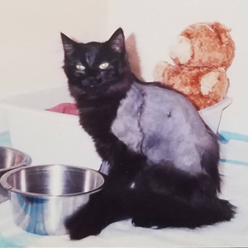 Humane Society Dunes Cat Little Blackie